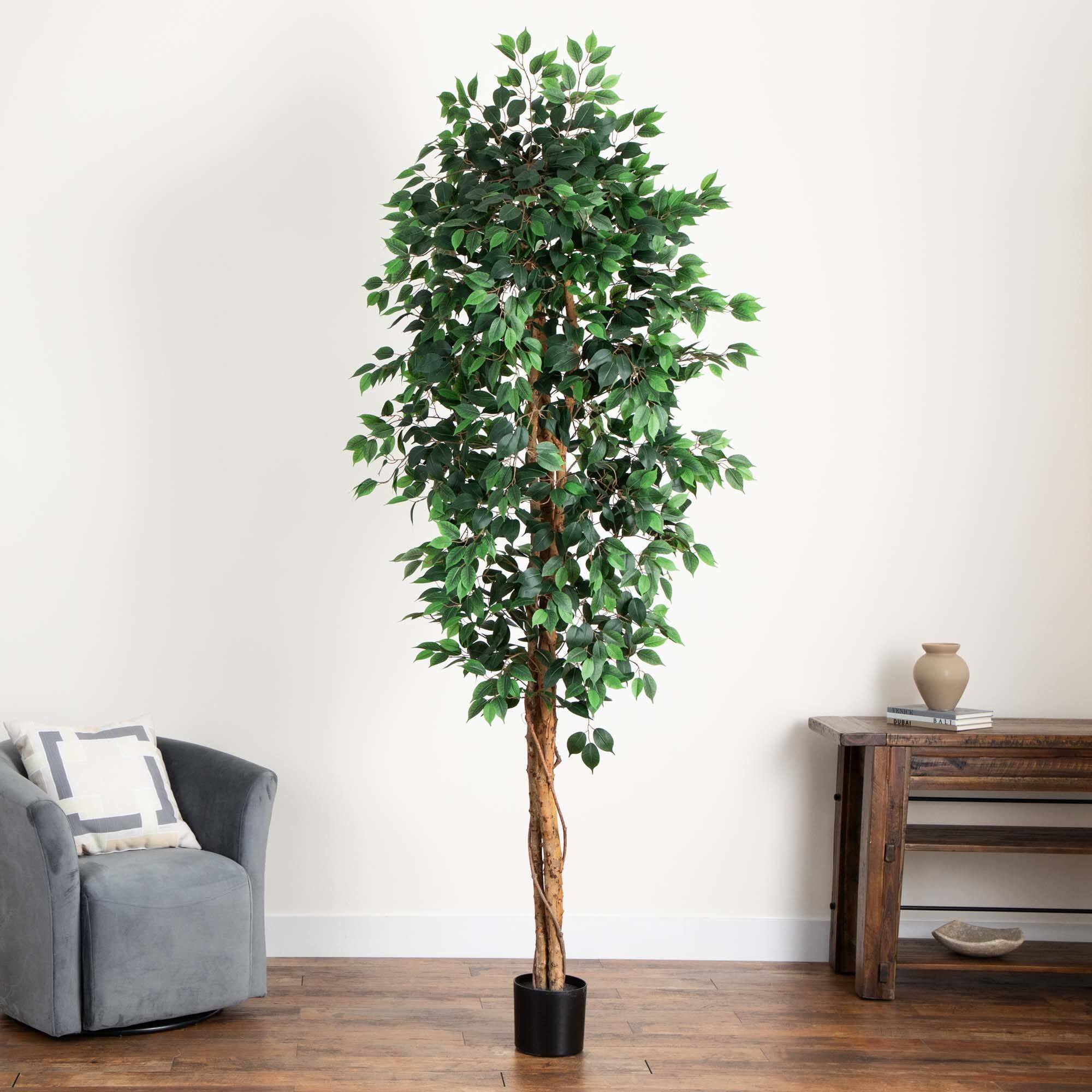 9ft. Potted Ficus Tree